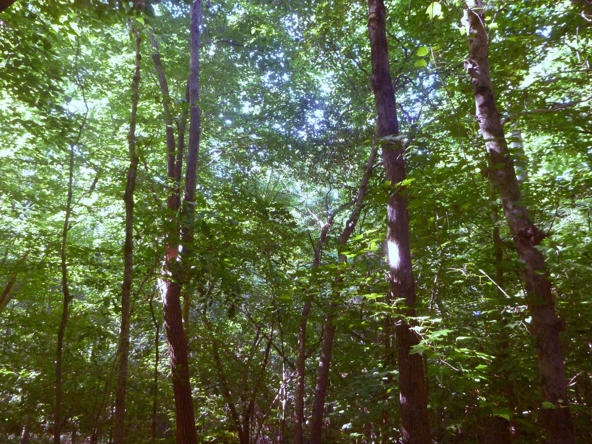 SJES forest