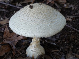 Mushroom near Bear Creek Res